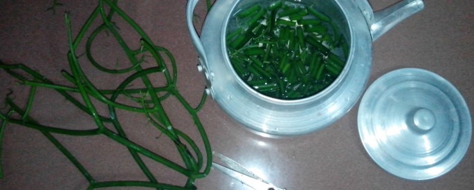 cay-giao-chua-benh