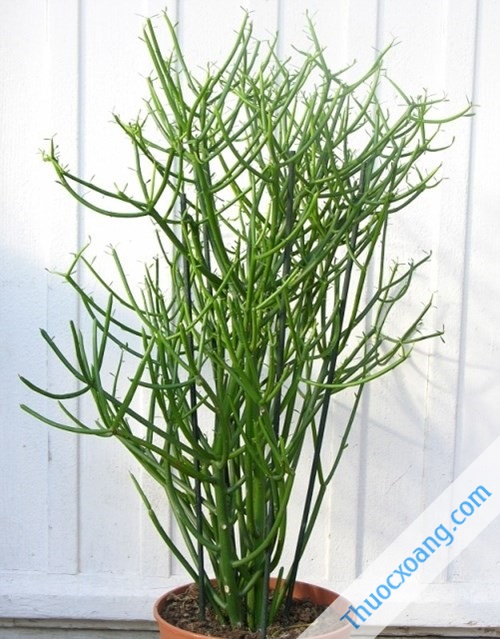 cay giao chua viem xoang