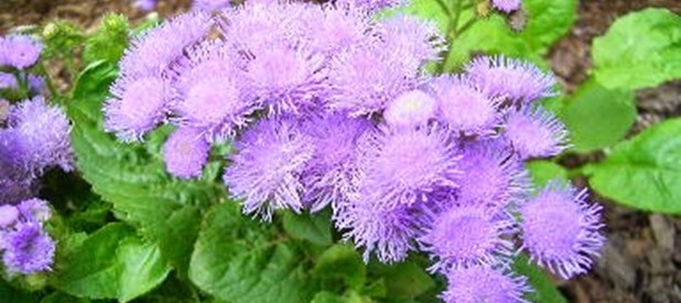 Chữa viêm xoang bằng hoa ngũ sắc (cây cứt lợn)