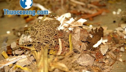 Hai bài thuốc nam chữa viêm xoang hiệu quả