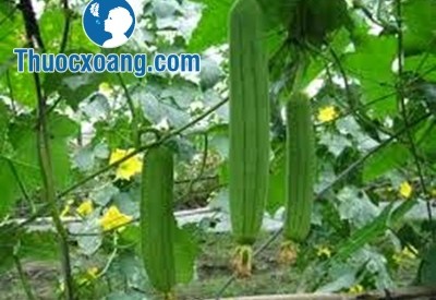 Quả mướp có tác dụng rất tốt trong điều trị bệnh viêm xoang